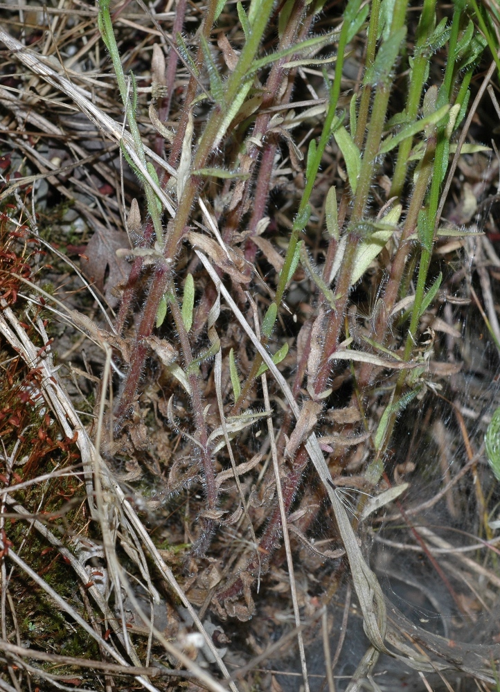 Campanulaceae Jasione montana