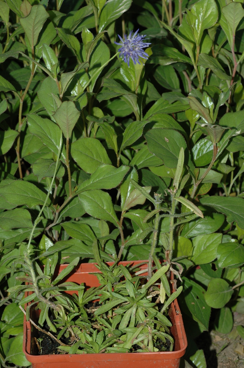 Campanulaceae Jasione laevis