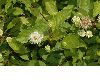 image of Cephalanthus occidentalis