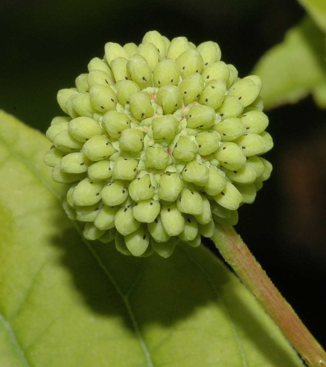 Rubiaceae Cephalanthus occidentalis