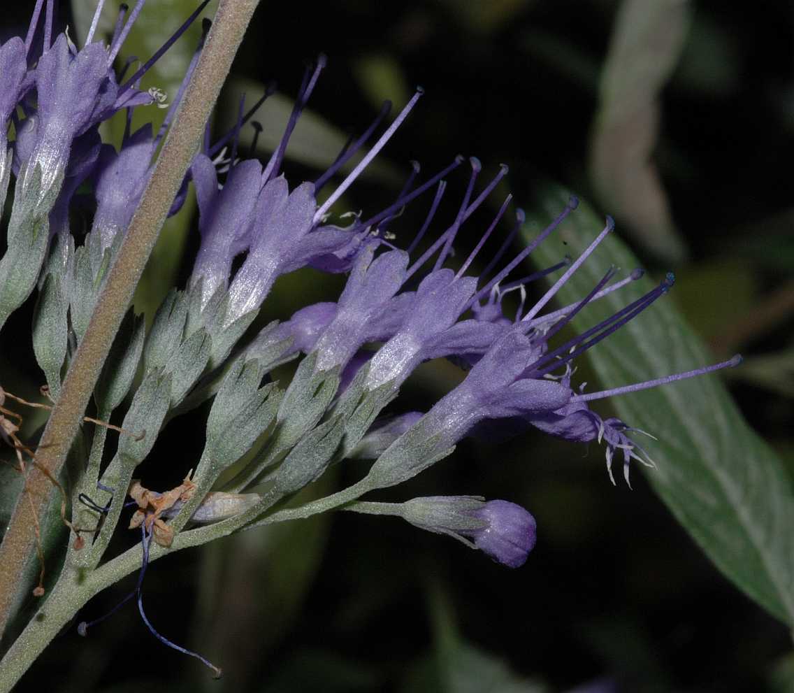 Lamiaceae Caryopteris clandonensis