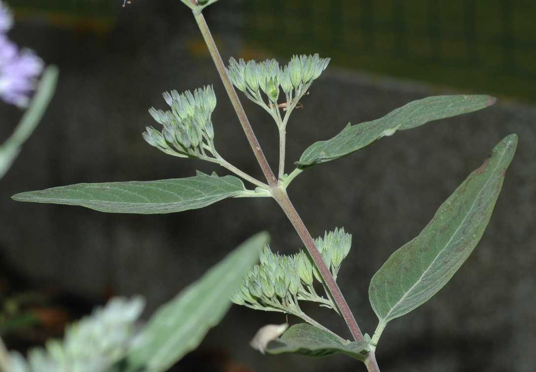Lamiaceae Caryopteris clandonensis