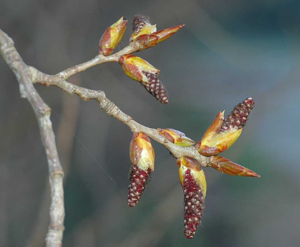 Salicaceae Populus 