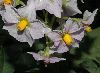 image of Solanum tuberosum