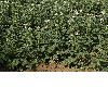 image of Solanum tuberosum