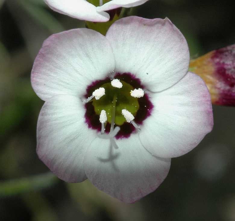 Polemoniaceae Gilia tricolor