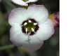 image of Gilia tricolor