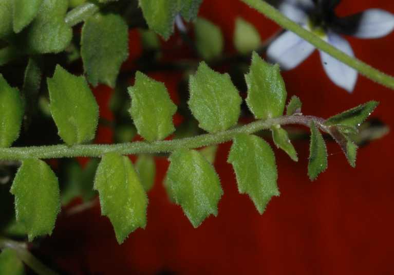 Caryophyllaceae Isotoma fluviatilis