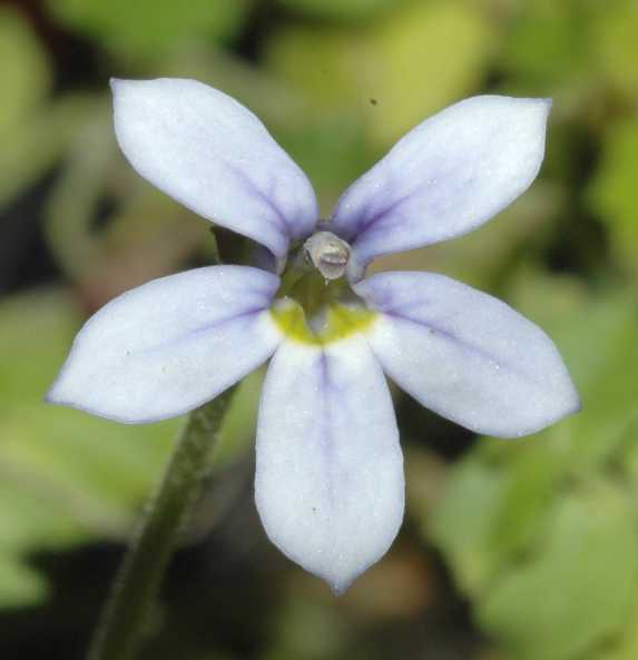 Caryophyllaceae Isotoma fluviatilis