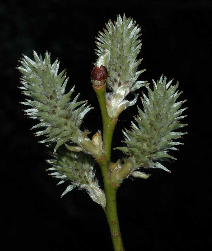 Salicaceae Salix capraea