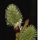 image of Salix capraea