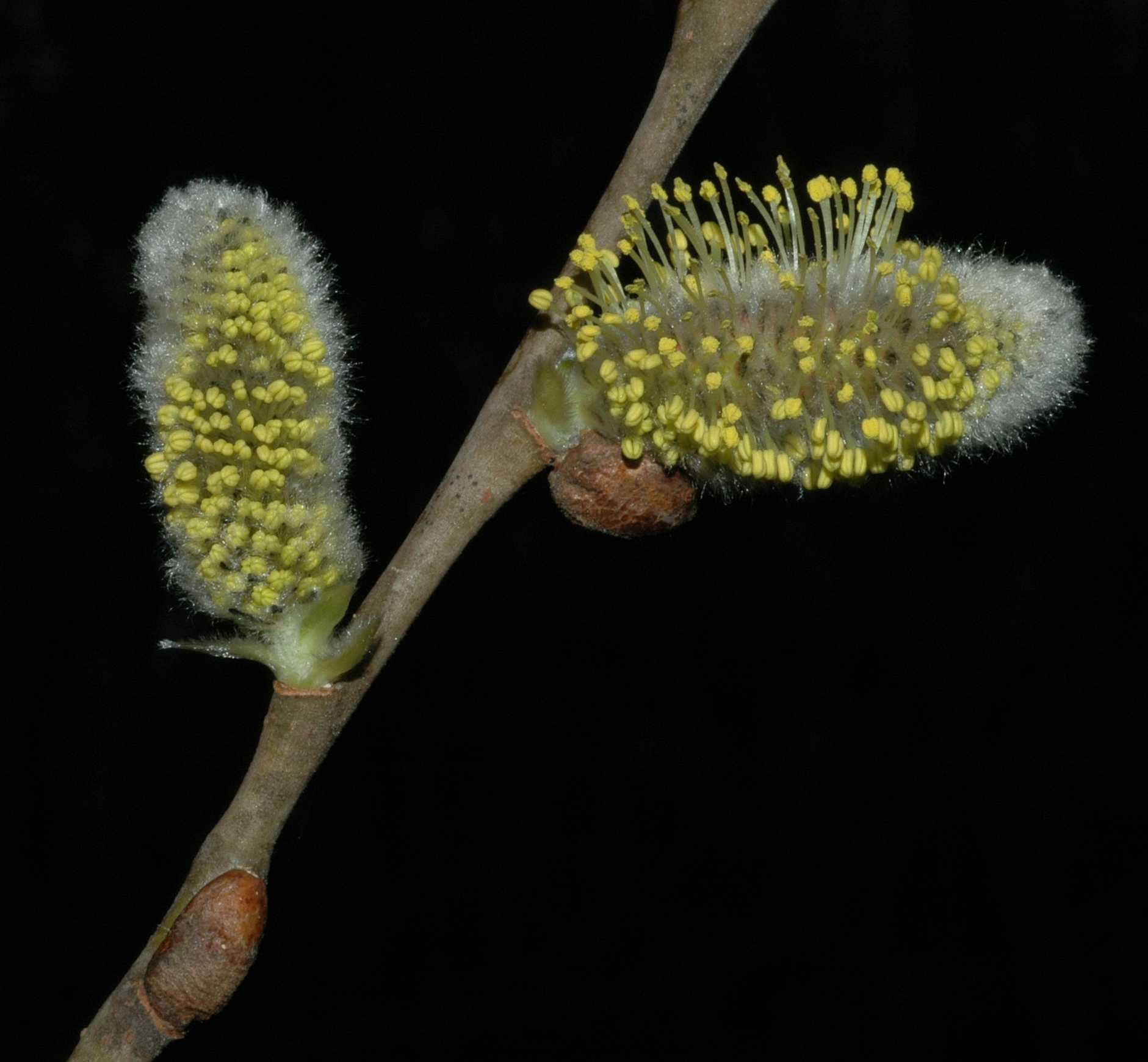 Salicaceae Salix capraea