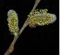 image of Salix capraea