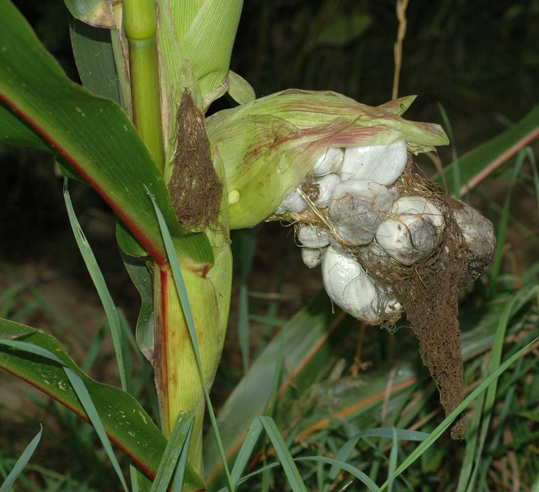 Poaceae Zea mays