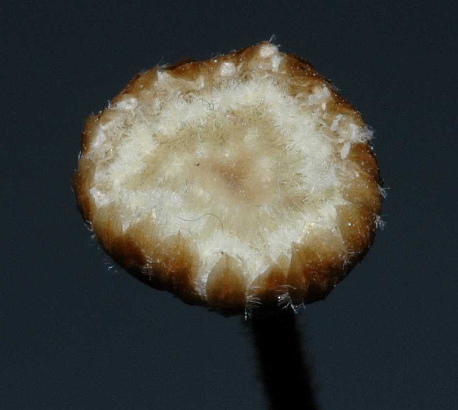 Eriocaulaceae Syngonanthus chrysanthus