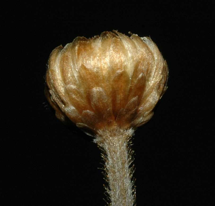 Eriocaulaceae Syngonanthus chrysanthus