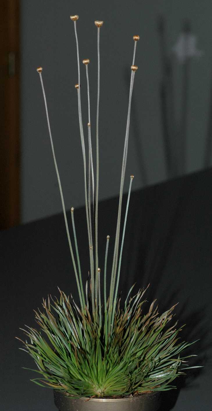 Eriocaulaceae Syngonanthus chrysanthus