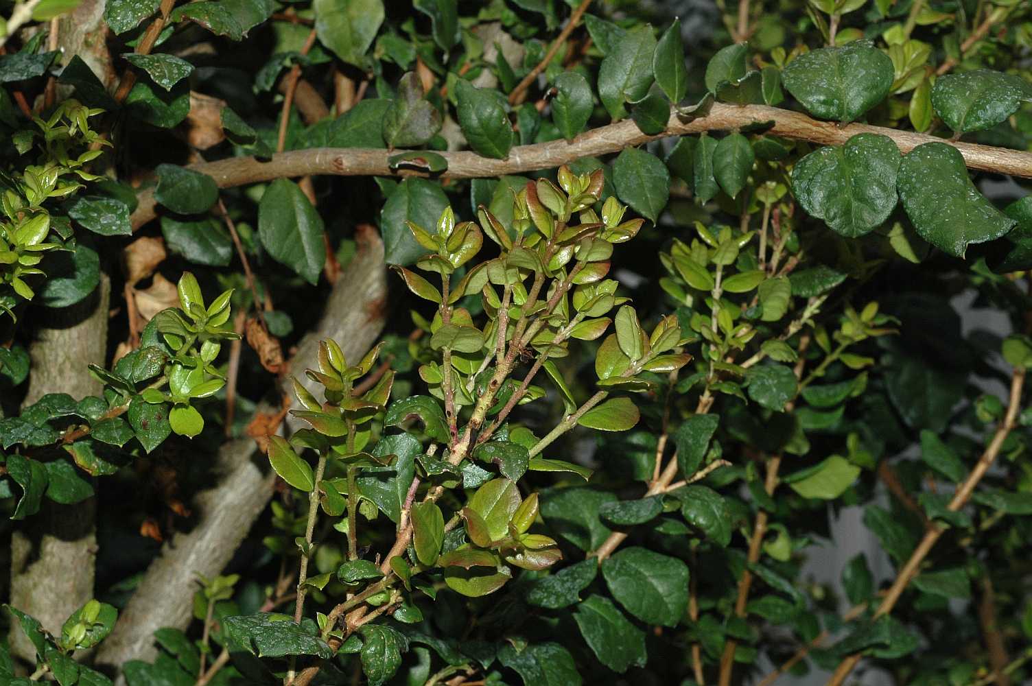 Myrtaceae Luma chequen