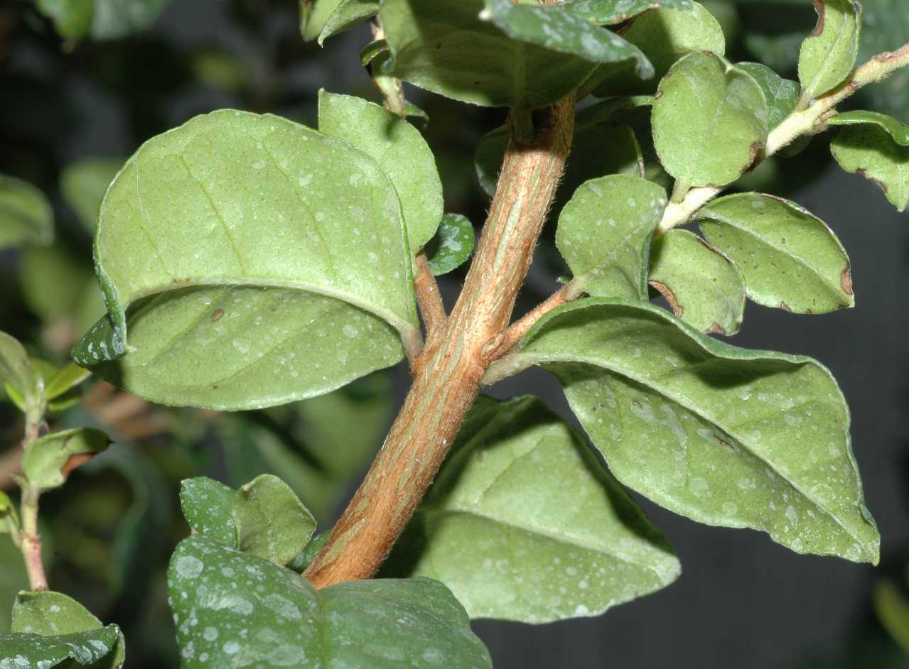 Myrtaceae Luma chequen