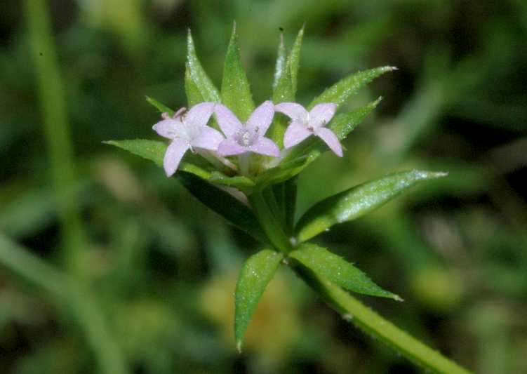 Rubiaceae Sherardia arvensis