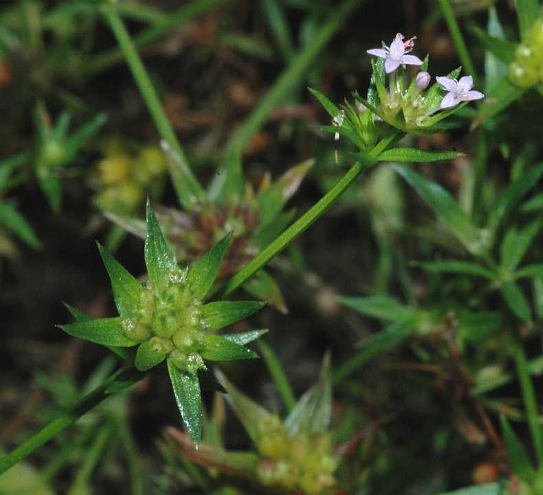 Rubiaceae Sherardia arvensis