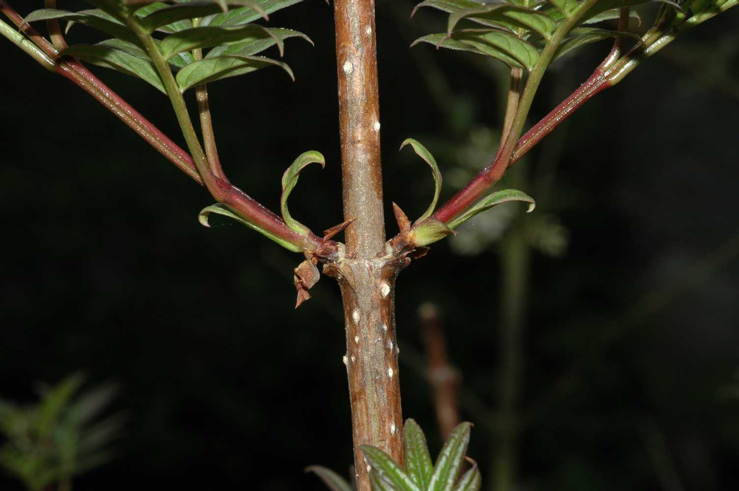 Oleaceae Syringa pinnatifolia