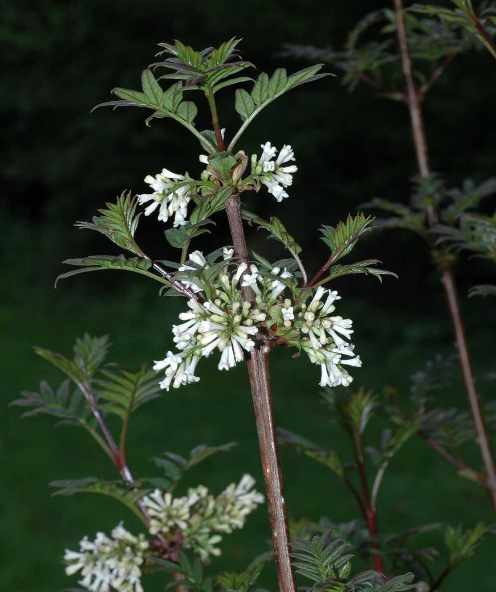 Oleaceae Syringa pinnatifolia