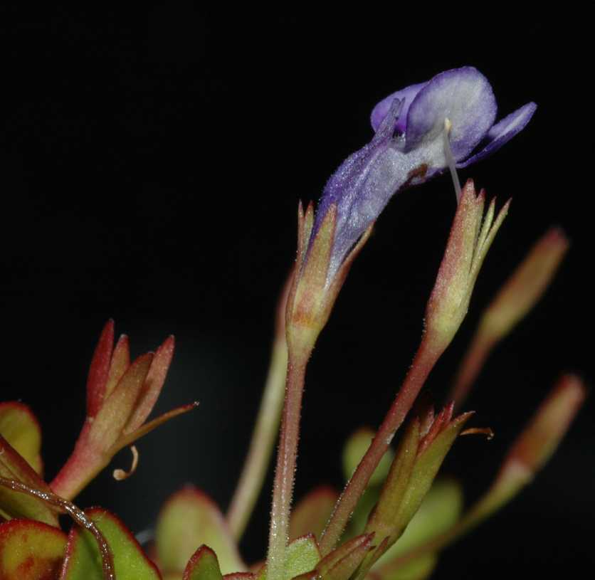 Linderniaceae Lindernia grandifolia