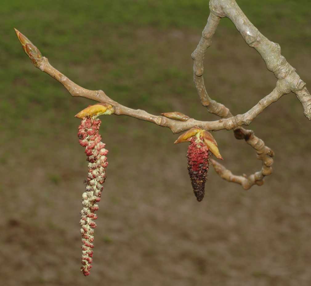 Salicaceae Populus 