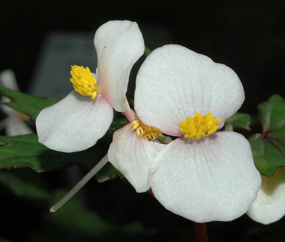 Begoniaceae Begonia partita