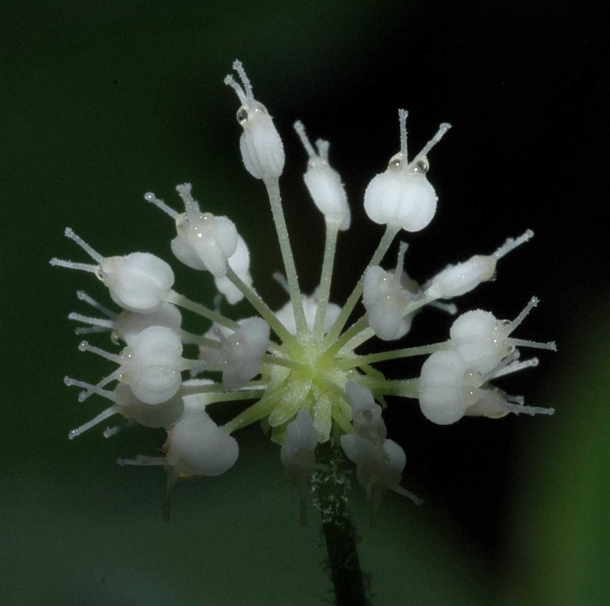 Araliaceae hydrocotyle leucocephala