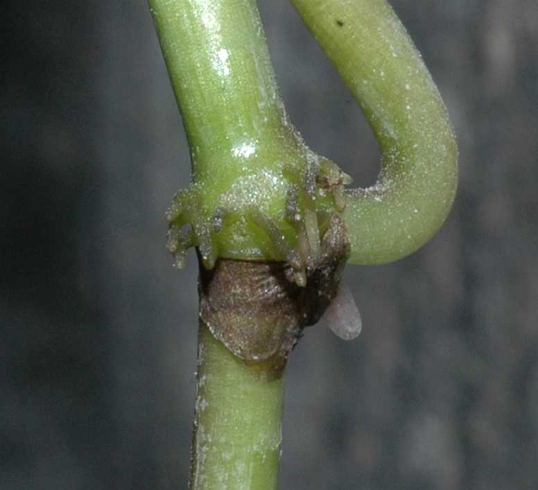 Araliaceae hydrocotyle leucocephala
