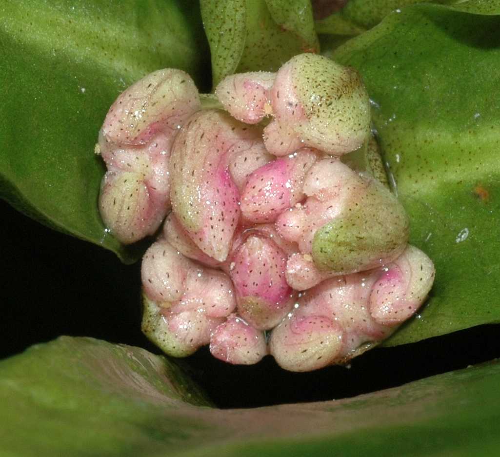 Primulaceae Hymenandra wallichiana
