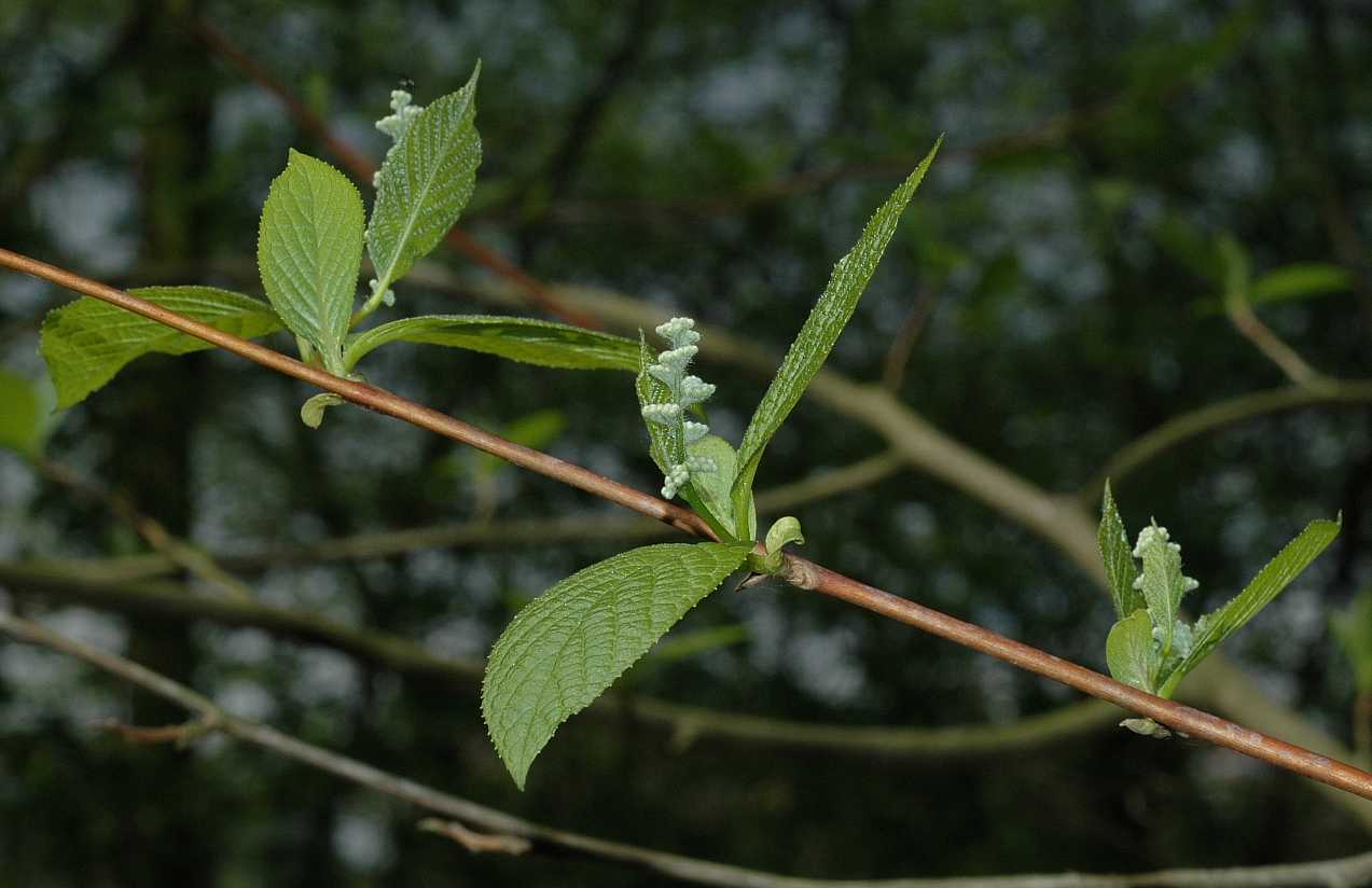 Styracaceae Pterostyrax hispida
