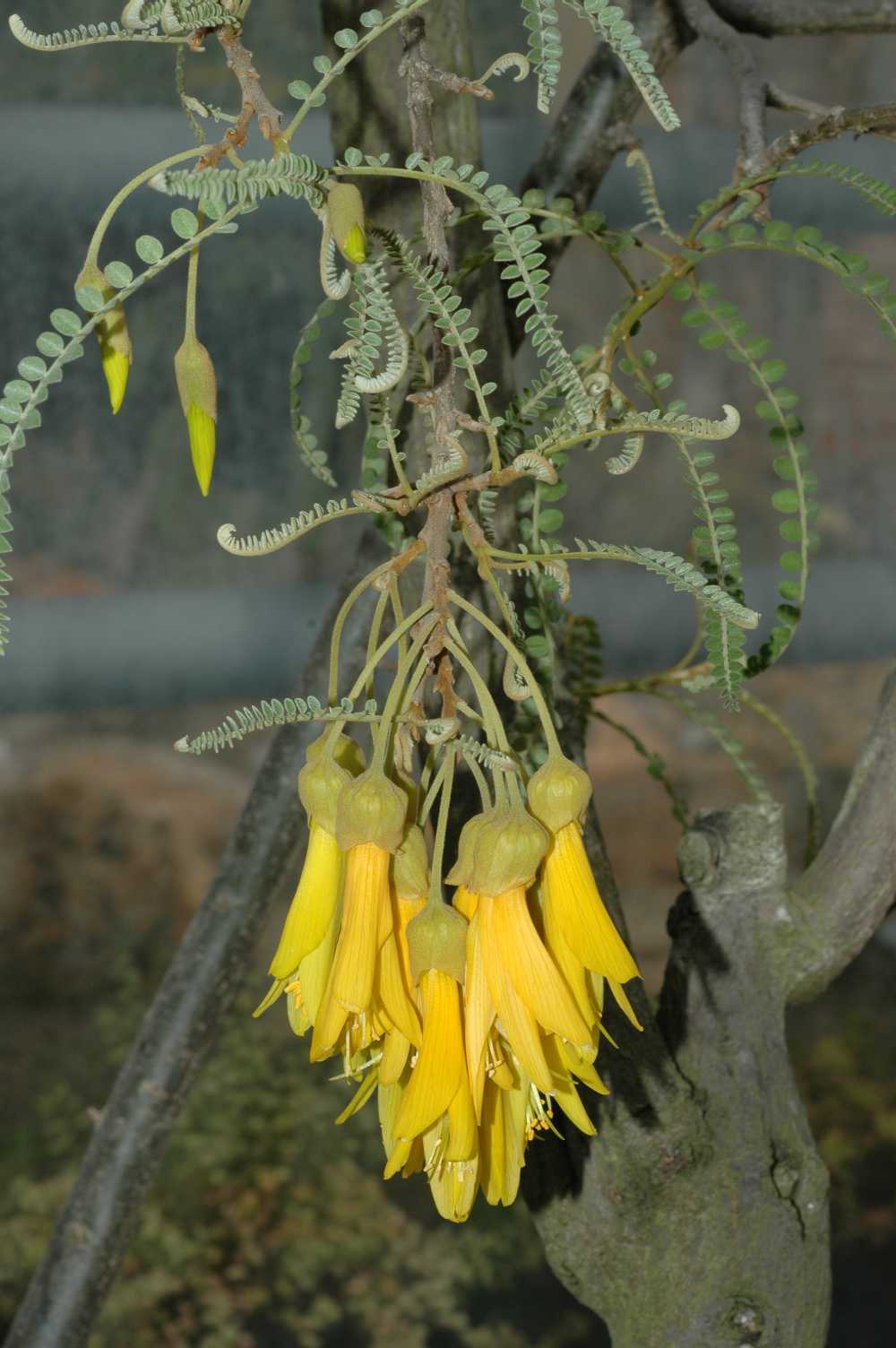 Fabaceae Sophora microphylla