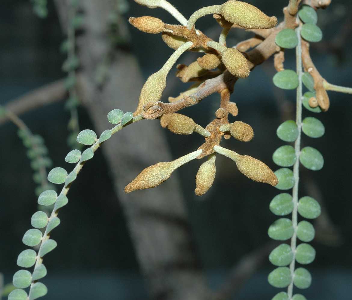 Fabaceae Sophora microphylla