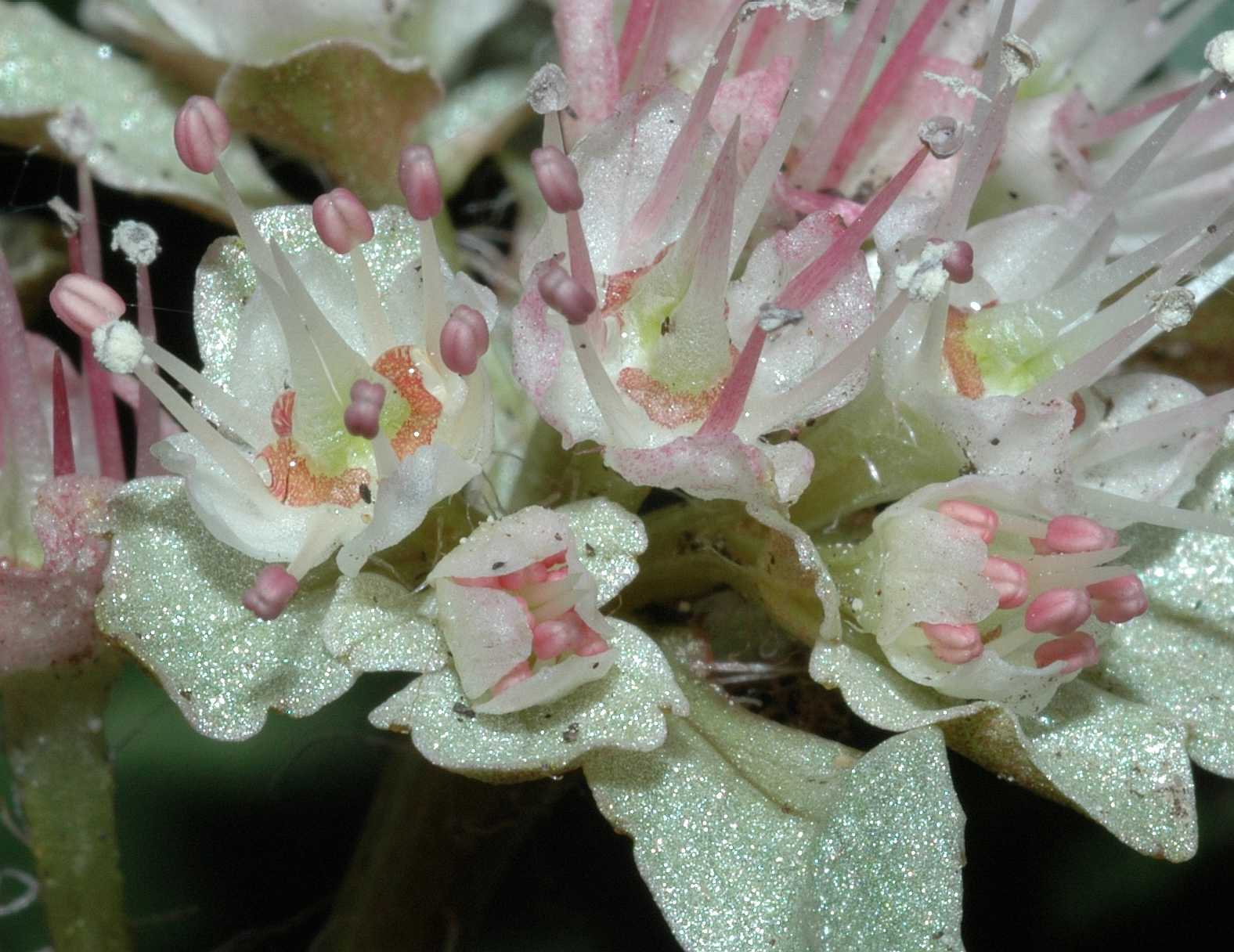 Saxifragaceae Chrysosplenium macrophyllum