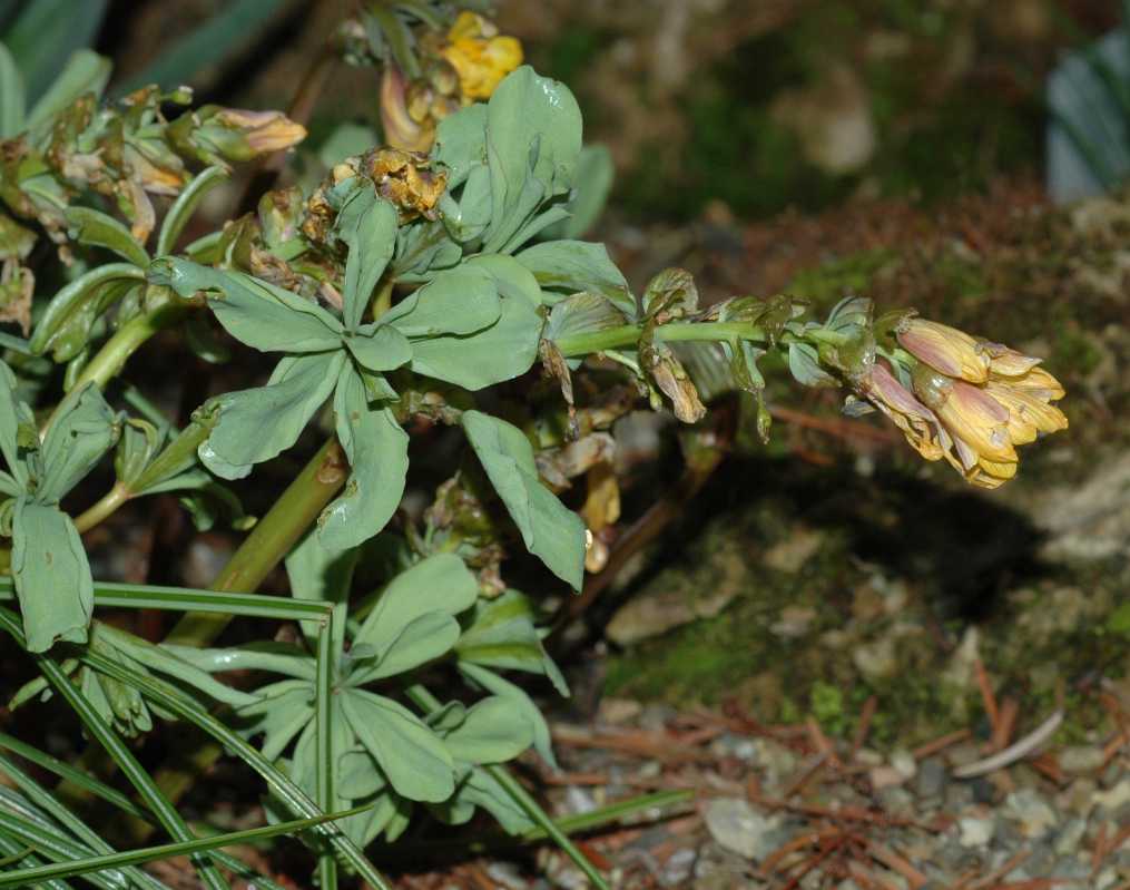 Berberidaceae Gymnospermium albertii