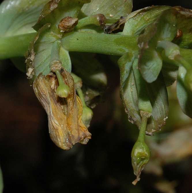 Berberidaceae Gymnospermium albertii