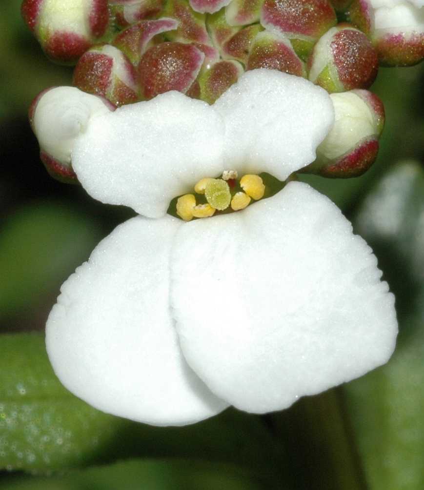 Brassicaceae Iberis sempervirens