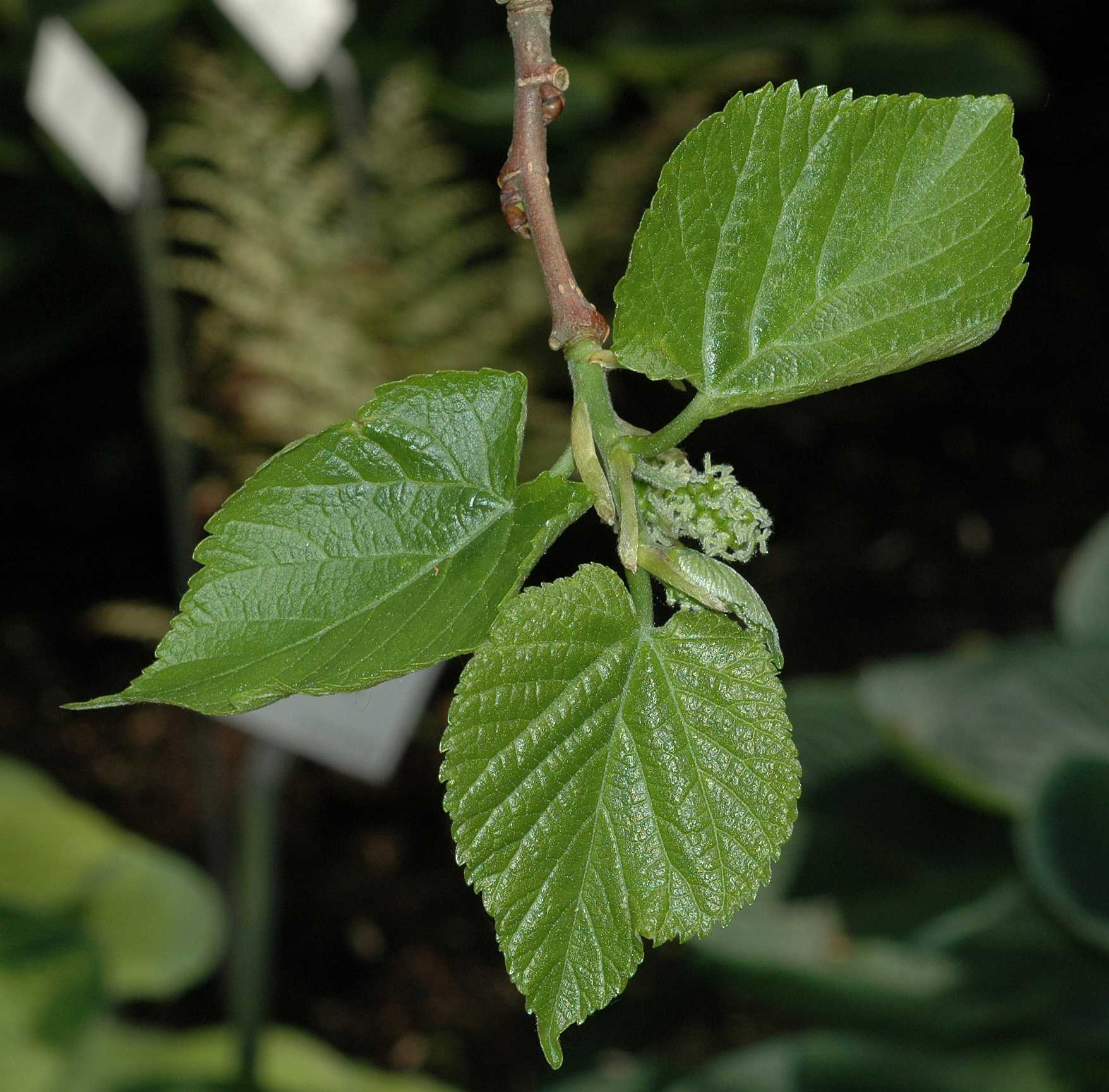 Moraceae Morus nigra
