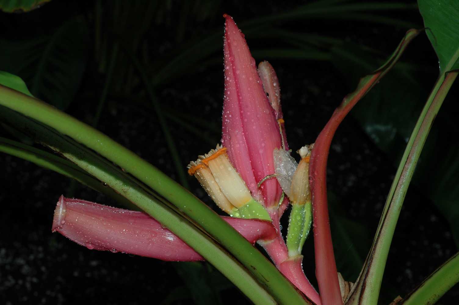 Musaceae Musa sanguinea