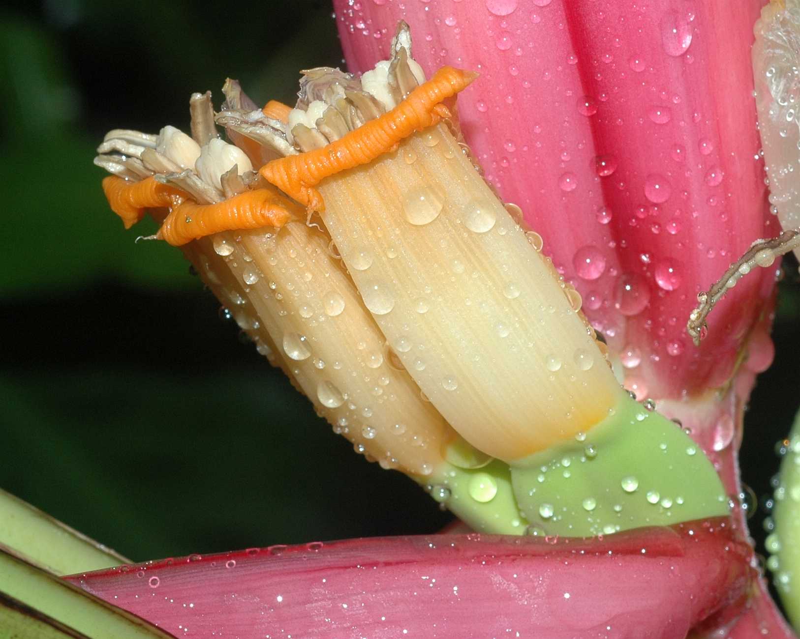 Musaceae Musa sanguinea