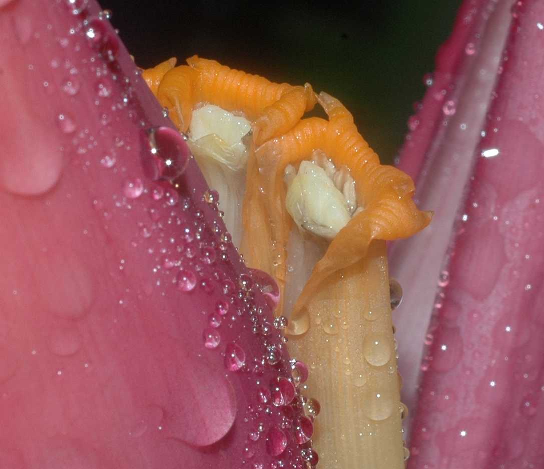 Musaceae Musa sanguinea