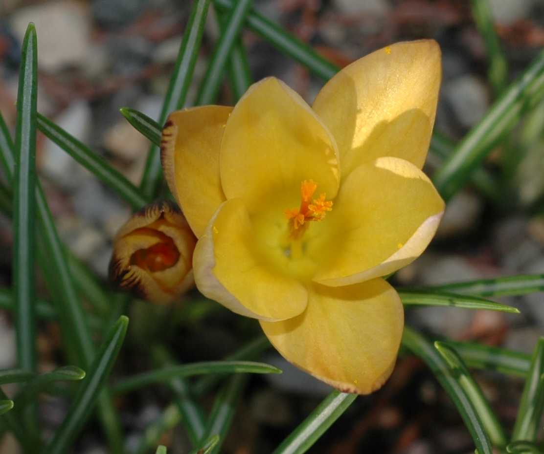 Iridaceae Crocus angustifolius