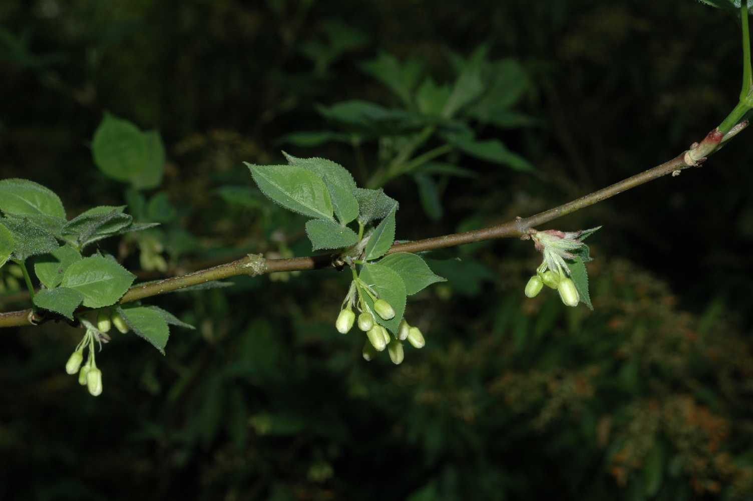 Staphyleaceae Staphylea trifolia