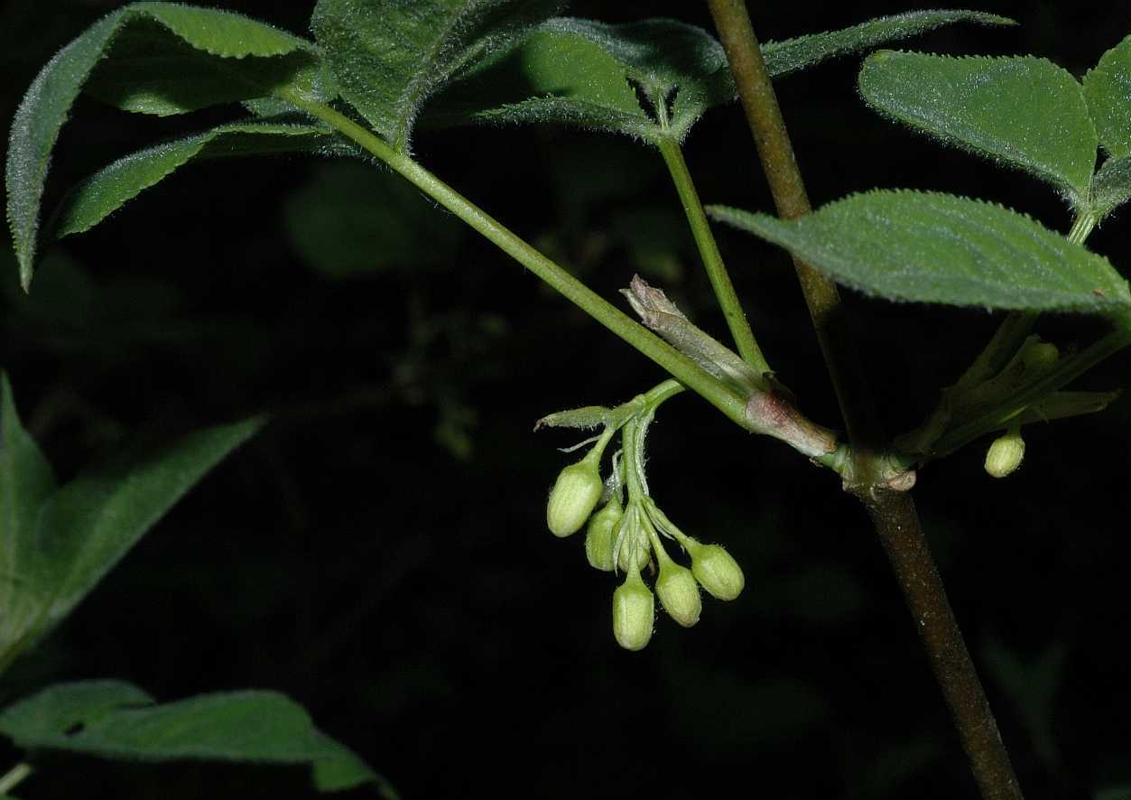 Staphyleaceae Staphylea trifolia