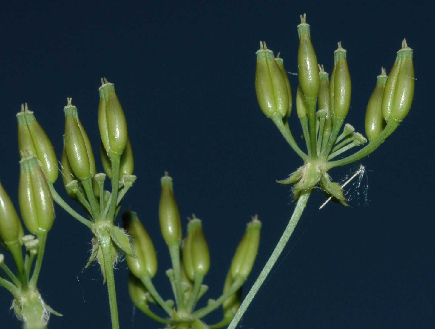 Apiaceae Anthriscus sylvetris