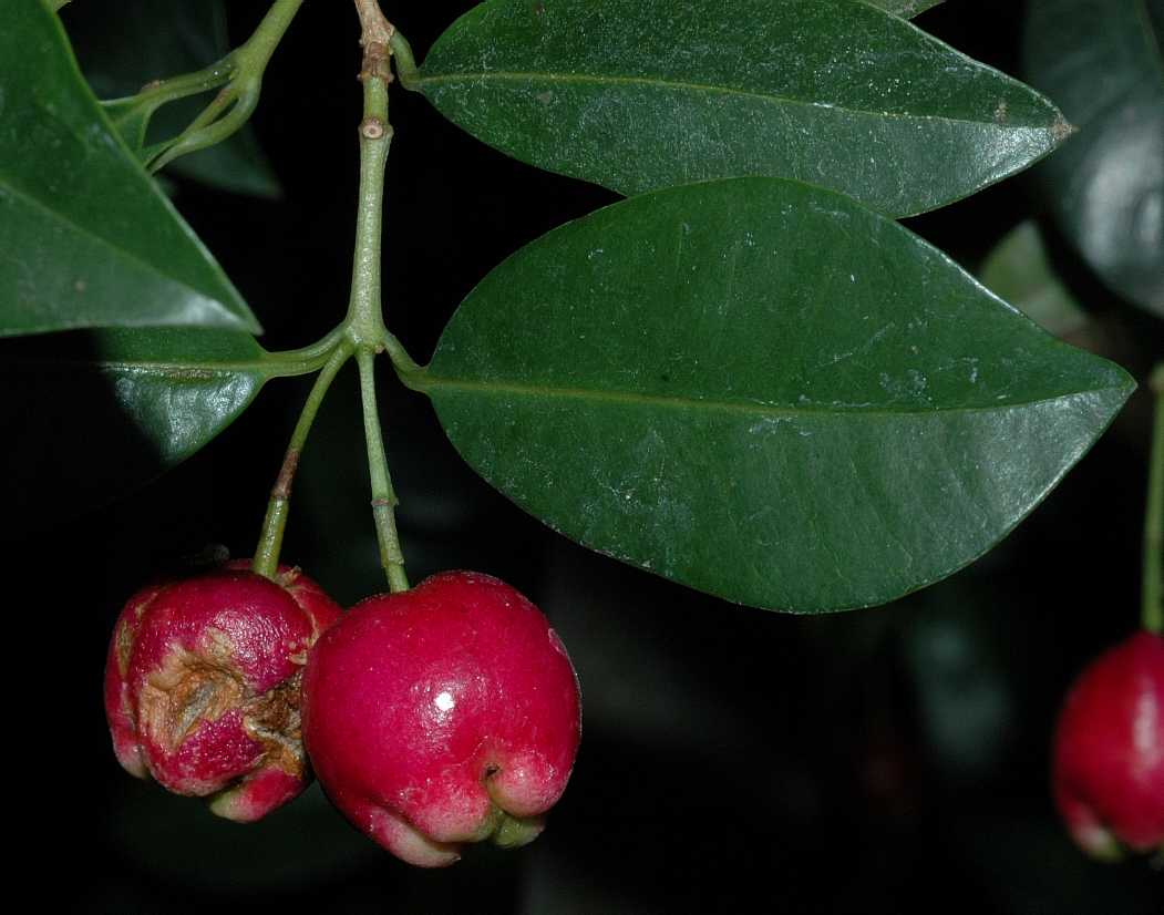 Myrtaceae Eugenia paniculatum