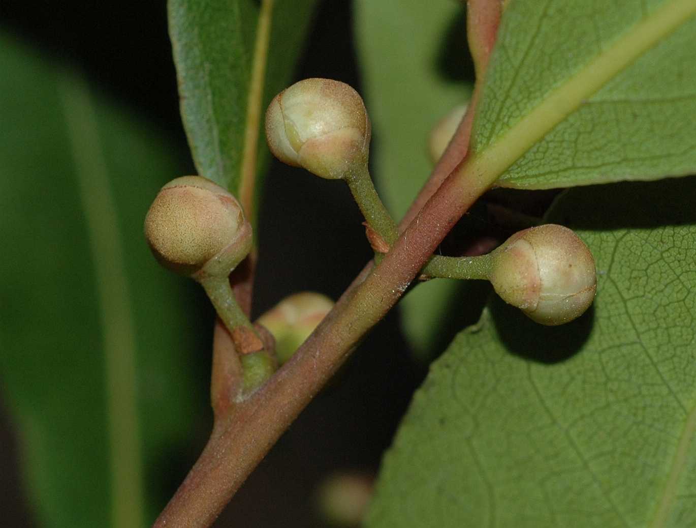 Lauraceae Laurus nobilis